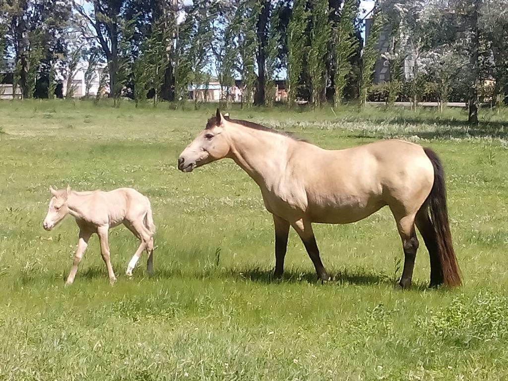 Chacras De Azcona Hosteria Azul Zewnętrze zdjęcie